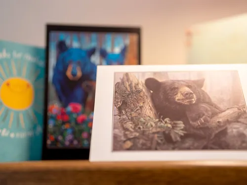 A photo of cards with bears on them in Jim Atkinson and Judy Taylor-Atkinson's home.