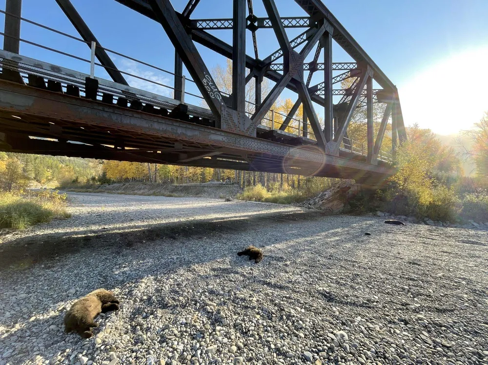 A photo of three bear cubs lying on a dry river bed beneath a rail bridge.