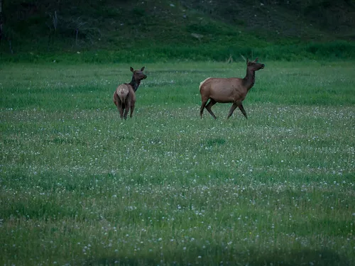 two elk in a field of green grass interspersed with white dandelions.