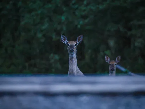 Two deer peek over a raised railway track in the evening light.