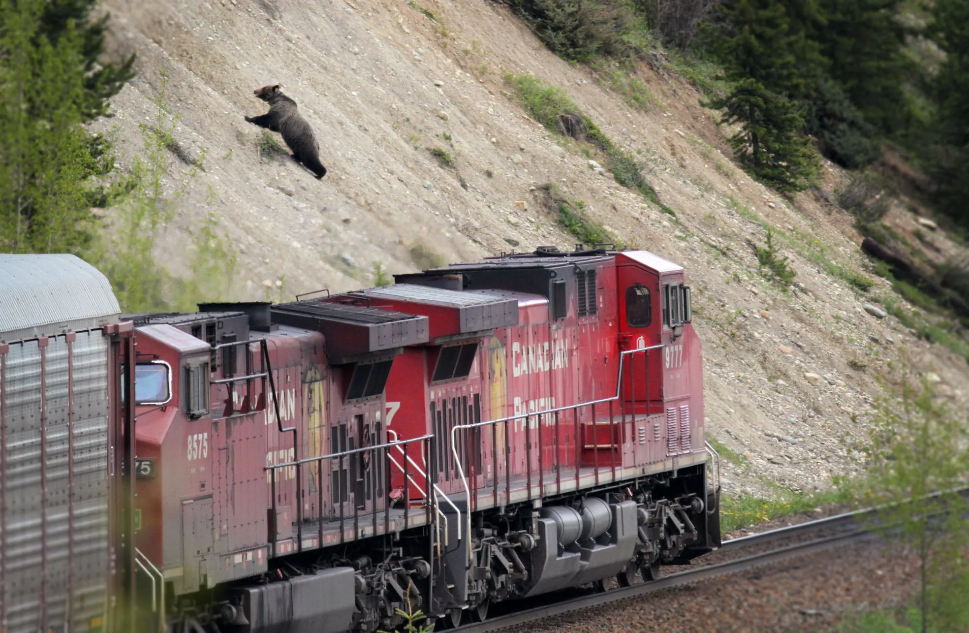 A grizzly bear running up the side of a hill as a red Canadian Pacific train passes nearby.