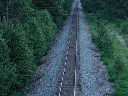 A photo of an elk carcass on train tracks with green brush on either side.