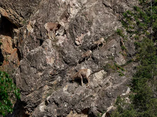 A photo of bighorn sheep on a rocky cliff just off the highway in Kootenay National Park