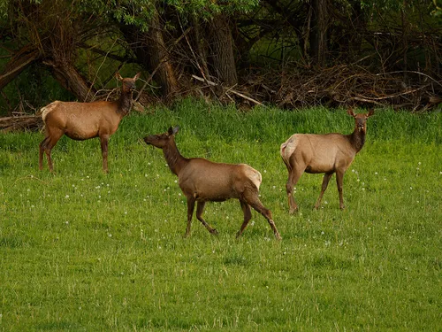 A group of three elk in a field in Sparwood, B.C. near highway 3