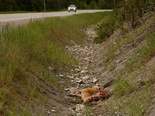 A photo of a whitetail deer carcass in the ditch on the side of highway 3 in the Elk Valley