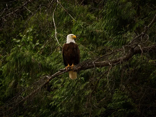 A photo of a bald eagle in the trees on the side of Highway 3 in the Elk Valley