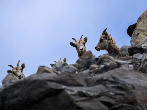 A photo of bighorn sheep peering over the edge of a cliff on the edge of highway 3 