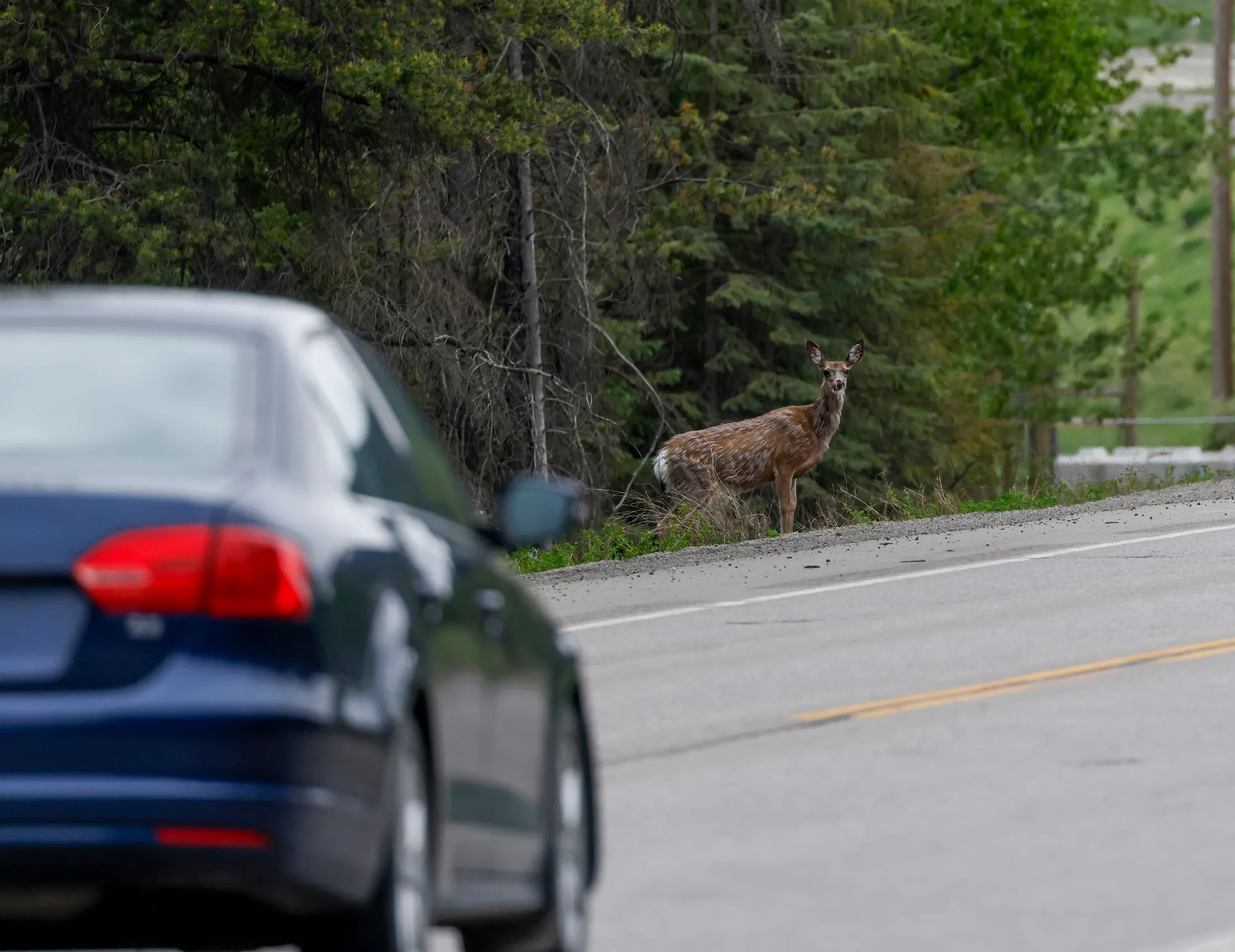 A deer on the side of the highway looking towards the camera. A car is in the foreground.