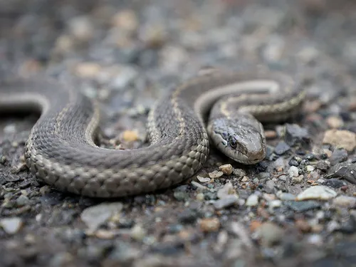 A close up of a snake in the Elk Valley