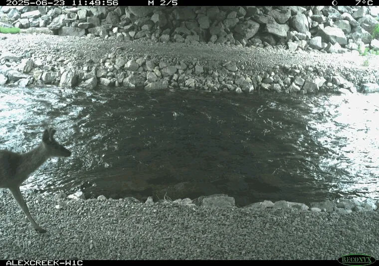 A gif showing mule deer passing through a retroffitted underpass along highway 3 in B.C.