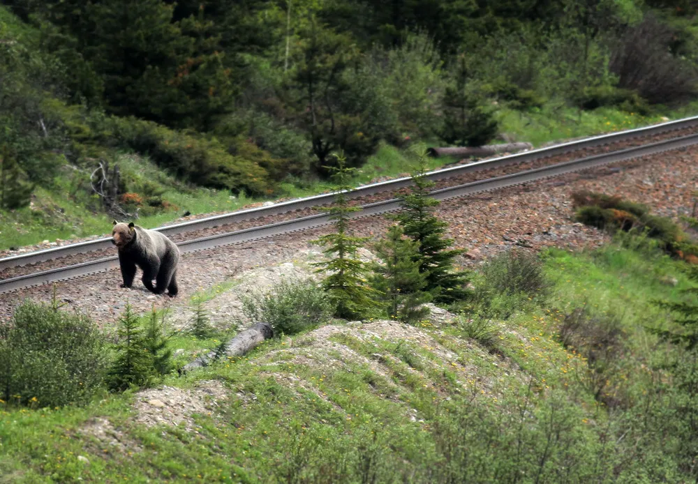 A grizzly bear is in the foreground with a train track in the background and green vegetation.