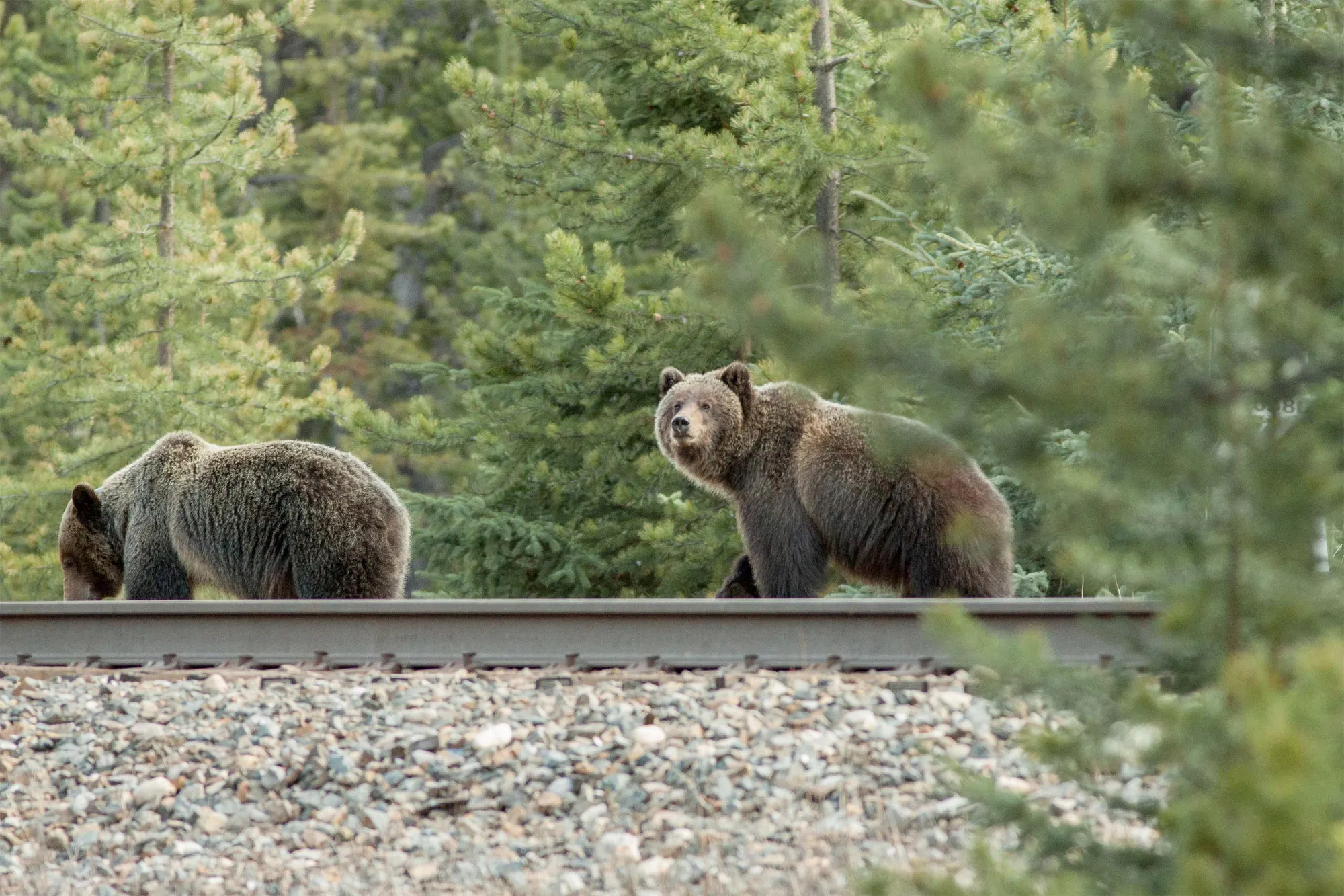 Two grizzly bears walking along railroad tracks