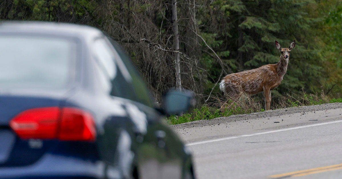 A dangerous road for B.C. wildlife is getting safer — fence by fence, passage by passage