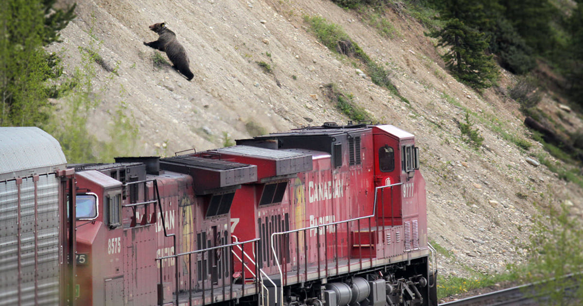 Collision course: Animals killed on Canada’s railways