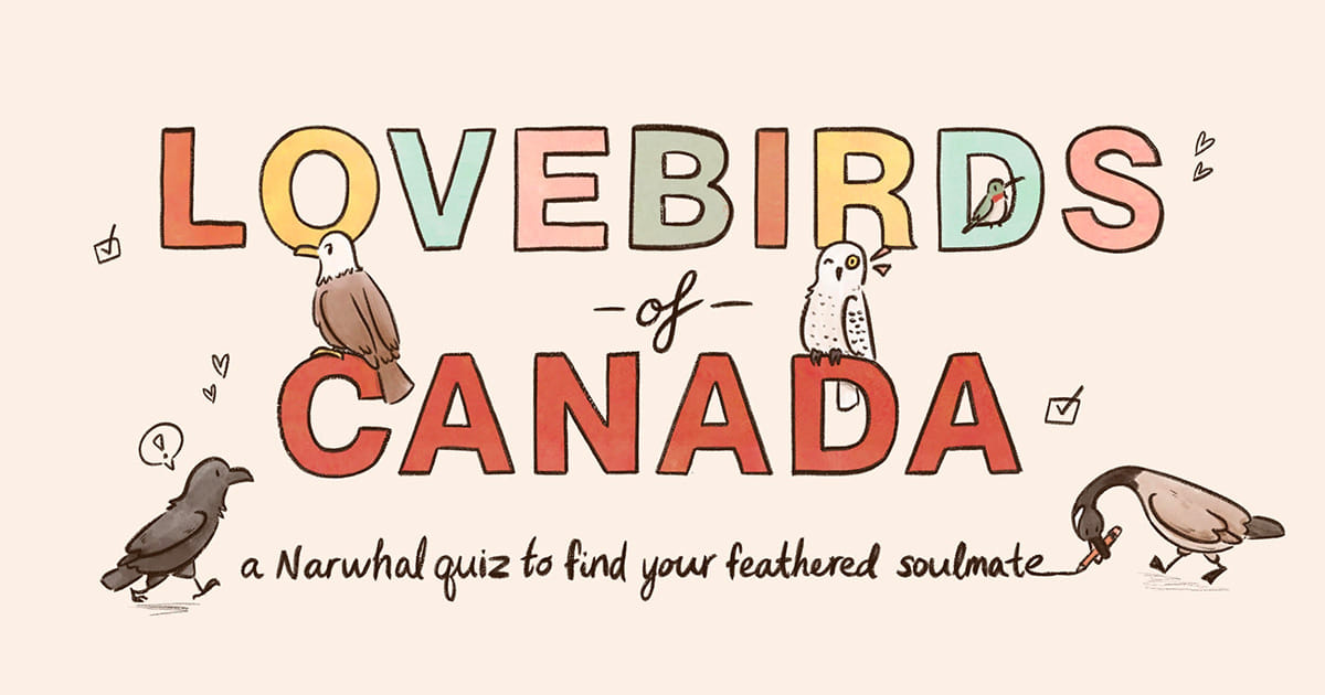 Lovebirds of Canada